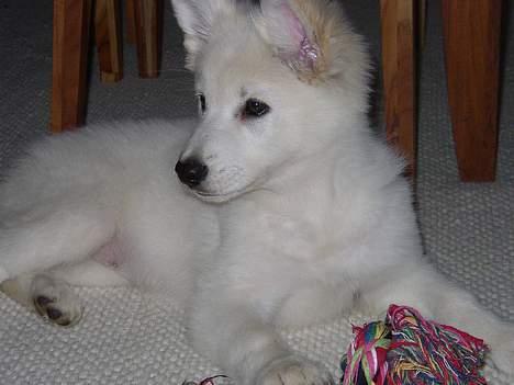 Hvid Schweizisk Hyrdehund Blondie of Trebons  billede 13