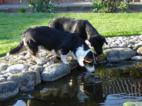 Welsh corgi cardigan A&H Faarup Wimmer - Jeg tror lige jeg fanger en fisk billede 13