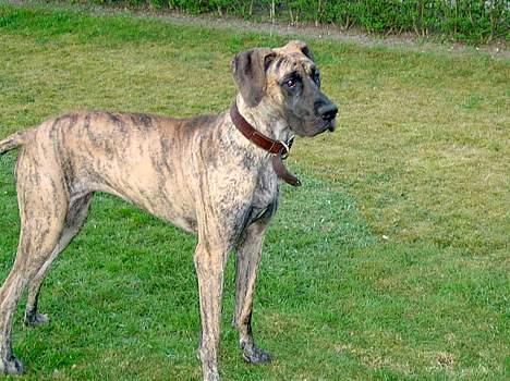 Grand danois Toffee billede 10