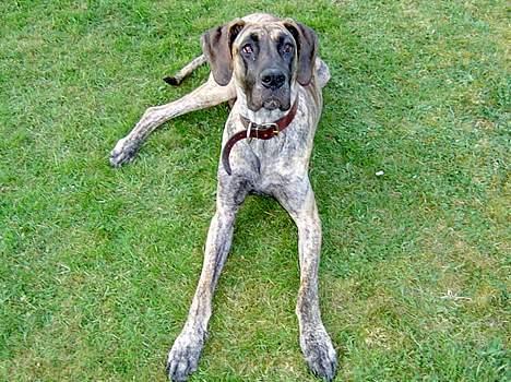 Grand danois Toffee billede 11