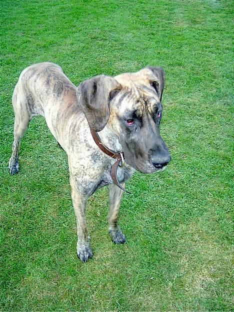 Grand danois Toffee billede 12