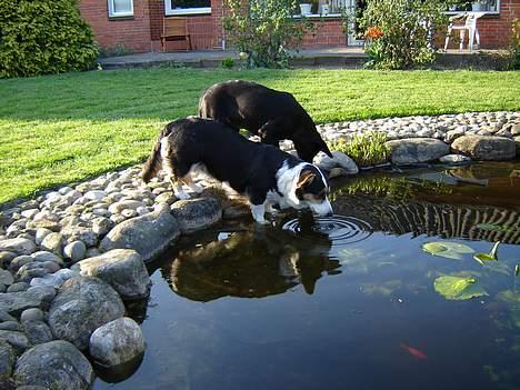Welsh corgi cardigan A&H Faarup Wimmer - Nu går jeg altså i bad billede 14