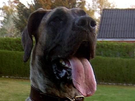 Grand danois Toffee billede 13