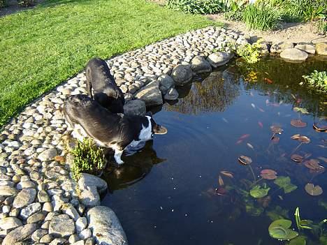 Welsh corgi cardigan A&H Faarup Wimmer - Se jeg kan næsten gå på vandet billede 15