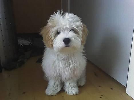 Blanding af racer Oskar - Bamse hund! billede 1