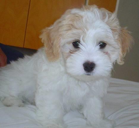 Blanding af racer Oskar - Oskar  billede 2