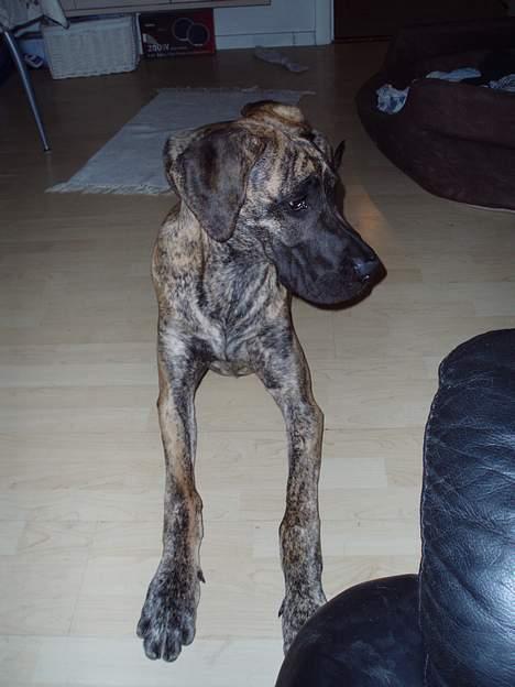 Grand danois Redcorner Aida ( Bella ) billede 7