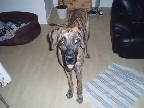 Grand danois Redcorner Aida ( Bella ) billede 8