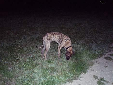 Grand danois Redcorner Aida ( Bella ) billede 9