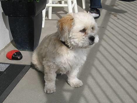 Lhasa apso Molly  - molly slikker solskin.. billede 8