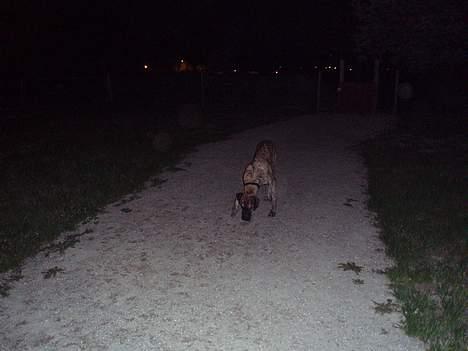 Grand danois Redcorner Aida ( Bella ) billede 10