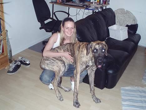 Grand danois Redcorner Aida ( Bella ) billede 11