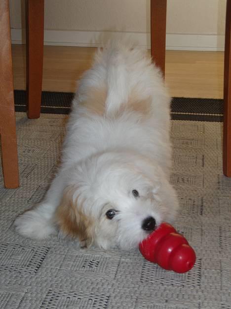 Coton de tulear Bianca  - Jeg fik ellers mad i madskålen, men så begyndte vi til hundetræning, men så kom der andre boller på suppen... Nu skal jeg arbejde for føden!!! Strengt! billede 1