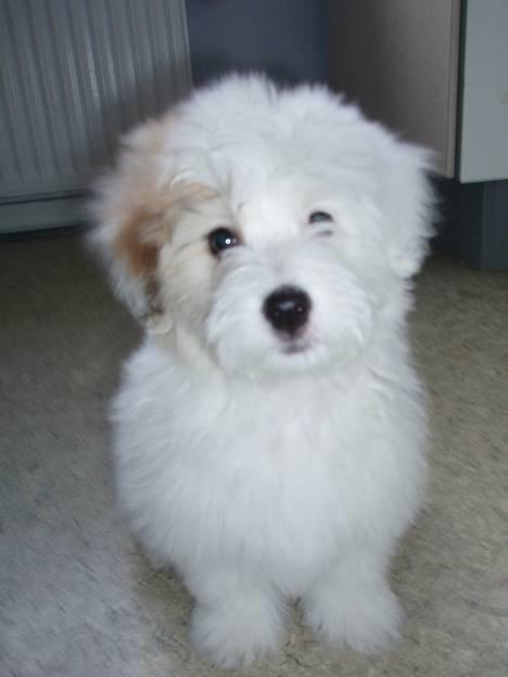 Coton de tulear Bianca  - Her er jeg!! billede 2