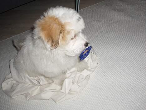 Coton de tulear Bianca  - Baby Bianca. billede 3