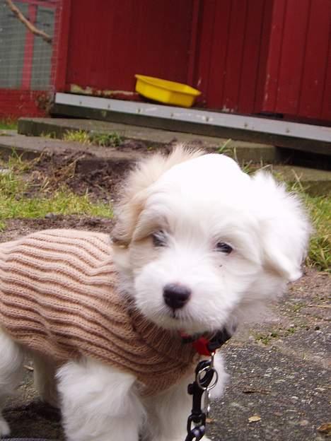 Coton de tulear Bianca  - 8 uger. Jeg var lige kommet hjem til min familie og har fået en fin trøje på fordi det var koldt. billede 4