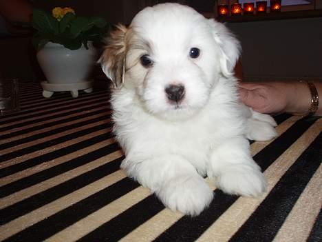 Coton de tulear Bianca  - Her er jeg 6 uger gammel... billede 5