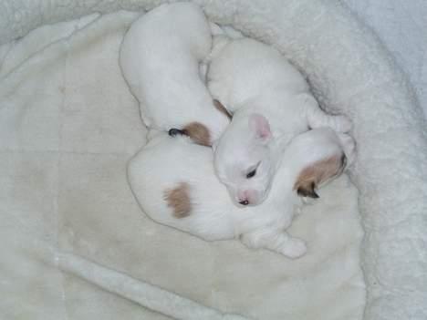 Coton de tulear Bianca  - Her er jeg så med mine søskende.... ja det er mig med den brune plet på ryggen! billede 6
