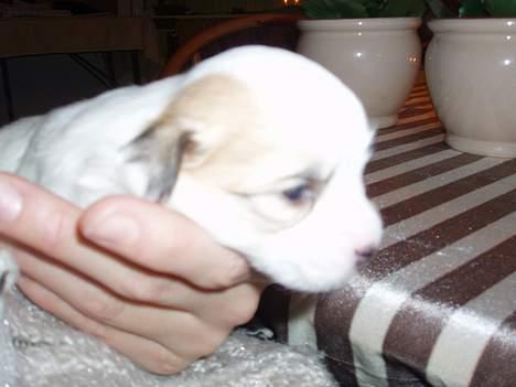 Coton de tulear Bianca  - 2 uger gammel. billede 7