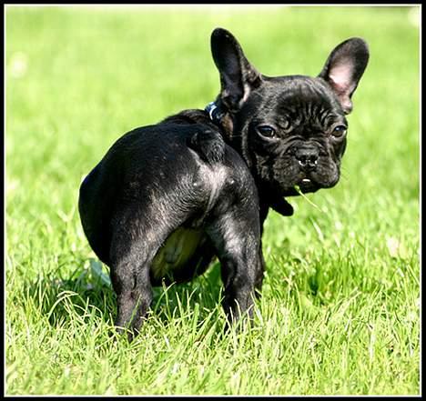 Fransk bulldog King billede 5