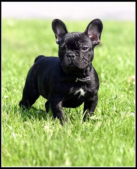 Fransk bulldog King billede 6