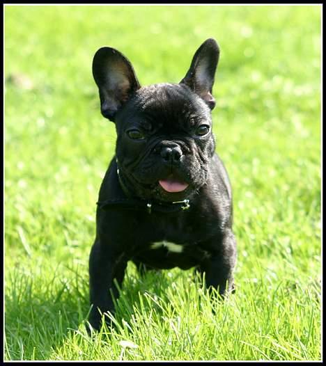 Fransk bulldog King billede 7