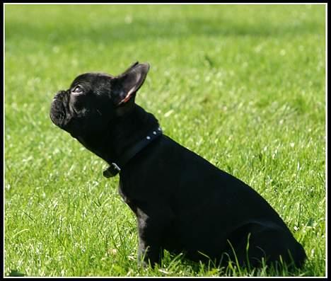 Fransk bulldog King billede 8