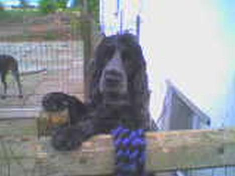 Cocker spaniel Rosa - Alle nye, taget med mobilen (: billede 4