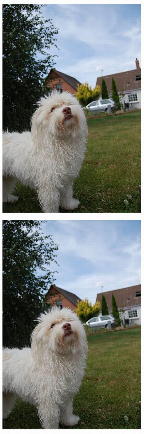 Coton de tulear Frida  billede 19