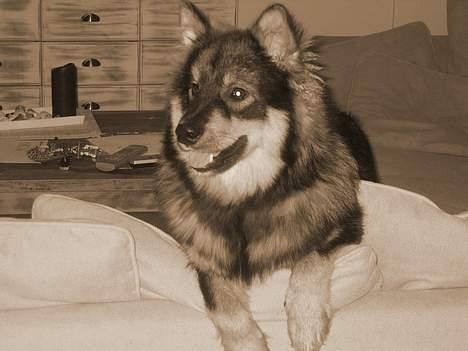 Finsk lapphund Lapinlempi Aamuntuike - Vil i lege eller hva´. billede 1