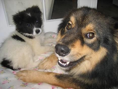 Finsk lapphund Lapinlempi Aamuntuike - min lille nye veninde Trunte billede 2