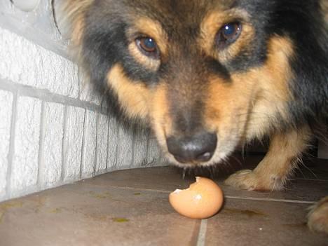 Finsk lapphund Lapinlempi Aamuntuike - skal jeg spise det hele? billede 3