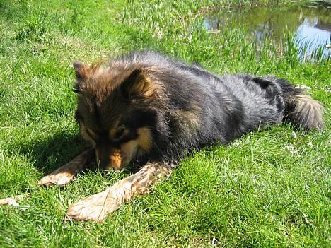 Finsk lapphund Lapinlempi Aamuntuike - herligt billede 4