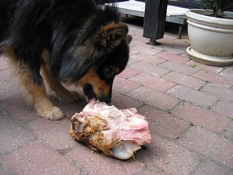 Finsk lapphund Lapinlempi Aamuntuike - wow et kæmpe kødben billede 5