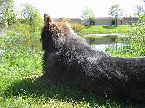 Finsk lapphund Lapinlempi Aamuntuike - dejlig udsigt billede 7