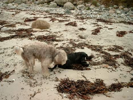 Schapendoes Balu De Olde Griese - Balu og kæresten Coco billede 8