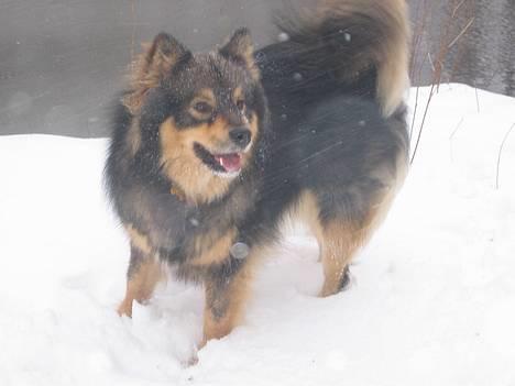 Finsk lapphund Lapinlempi Aamuntuike - Jeg elsker sne billede 8