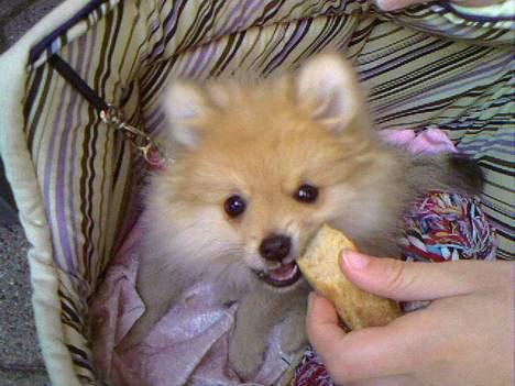Pomeranian Mille - Godt med noget mad billede 8