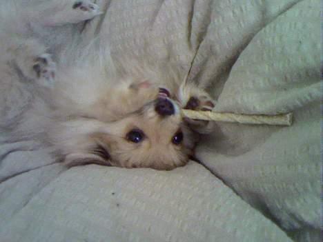 Pomeranian Mille - Bette frækkert... billede 9