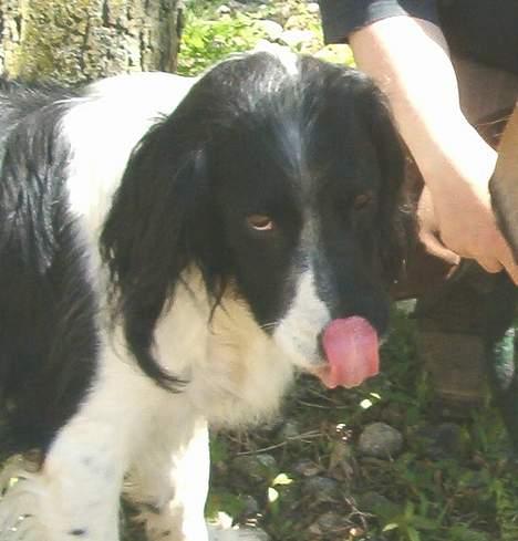 Engelsk springer spaniel Faust - hvad er det? ( Der stod en hest hved siden af ham ) billede 1