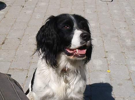 Engelsk springer spaniel Faust - Hej her er meget varmt billede 2