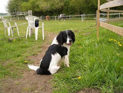 Engelsk springer spaniel Faust - Er det mig du taler til? billede 3