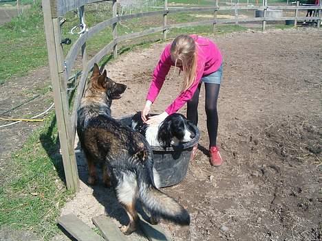 Engelsk springer spaniel Faust - Jaa, han have det rigtig varmt så han to sig lige et bad billede 4