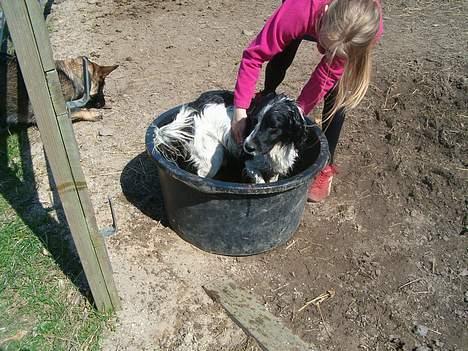 Engelsk springer spaniel Faust - her er han jo så igen midt i badet :) billede 5