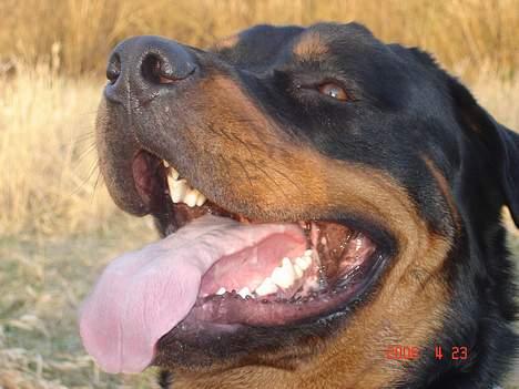 Rottweiler sioux billede 12