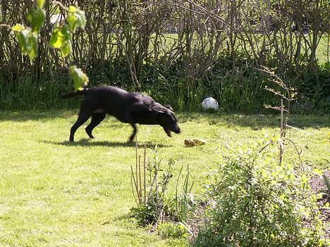 Labrador retriever * R.I.P.* Amy - Amy opdager et meget farligt væsen i haven... billede 6