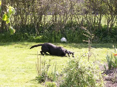 Labrador retriever * R.I.P.* Amy - Hun sniger sig.  Pokkers jeg kan ikke se hvad det er  billede 8
