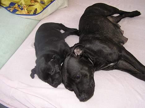 Staffordshire bull terrier Chili - chili og my billede 19