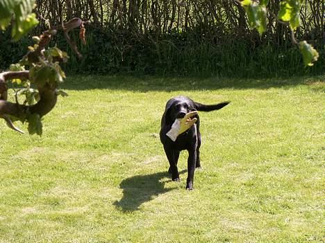Labrador retriever * R.I.P.* Amy - Åhh nej !! Hun har fanget det og kommer med det !!! billede 9