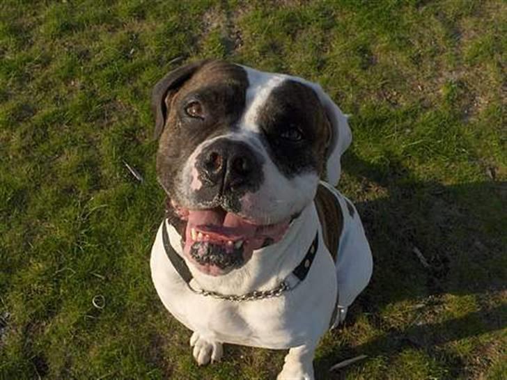 Amerikansk bulldog Herman -Sov godt skat-RIP billede 1